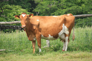ガーンジィという品種の乳牛を知っていますか？